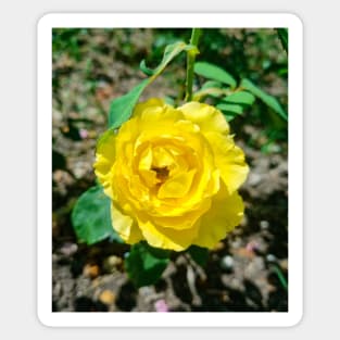 Beautiful Yellow Rose Sticker